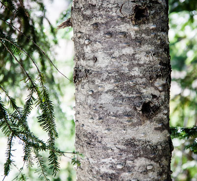 Close up of amabilis fir (Abies amabilis) in the wild showing white and grey mottled bark and green needles