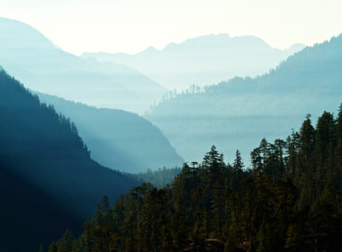 Misty interwoven rolling hills of natural British Columbia coniferous forest populated with fir, pine, and cedar trees