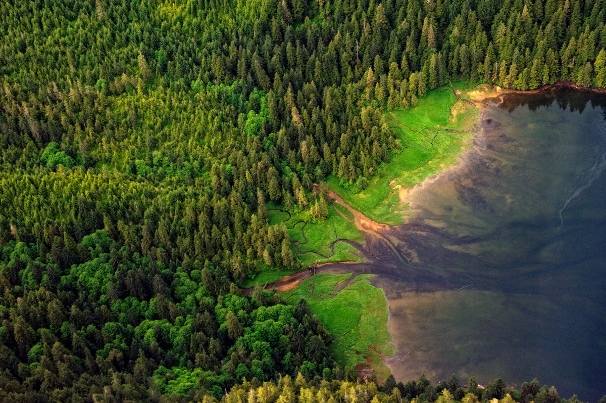 Aerial view of B.C. coastal forest in Khutzeymateen Provincial Park / Grizzly Bear Sanctuary / Inlet.