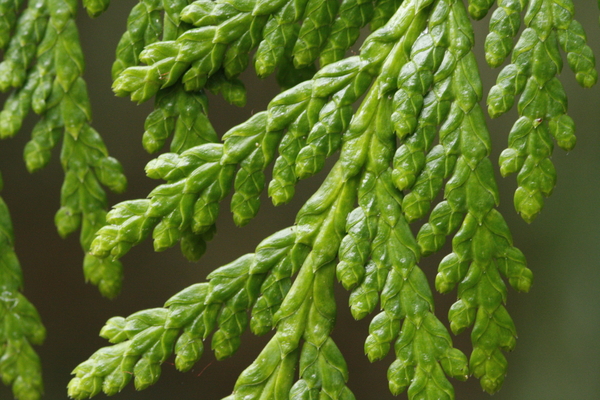 Close-up of green needles from Western Red Cedar (Thuja plicata), a versatile species of coniferous trees indigenous to British Columbia, and used for a wide variety of exterior and interior building applications.