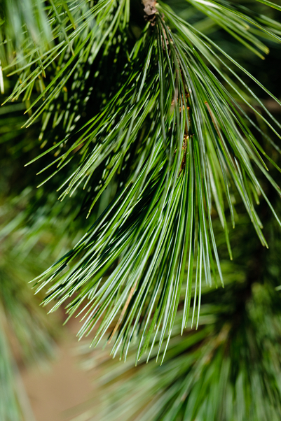 Close up of Western white pine (Pinus monticola) needles in the wild. Western white pine has good working qualities and is generally sawn into lumber for use in products such as windows, doors and furniture, as well as construction lumber.