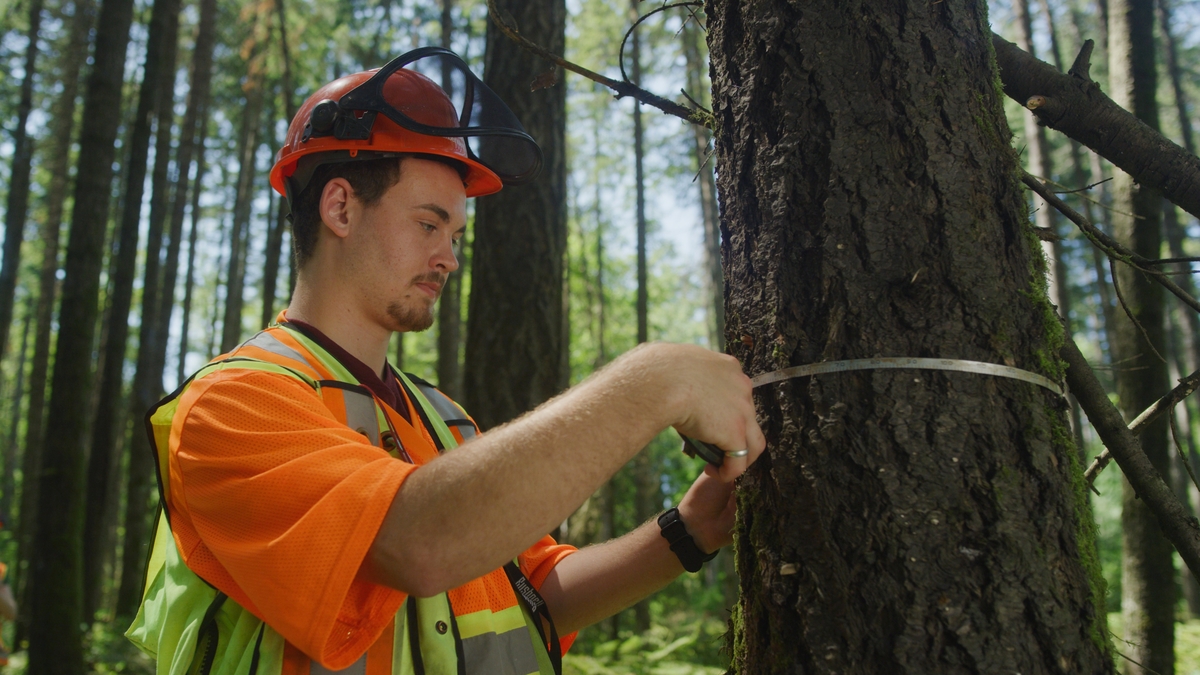 Forest surveyor in safety orange shirt and hard hat measuring diameter at breast height (DBH) of Douglas fir (Pseudotsuga menziesii)