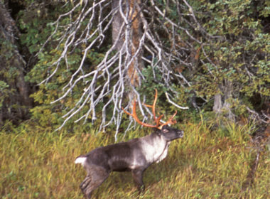 In the wild daytime image of a British Columbia woodland caribou in a grassy slope with trees nearby
