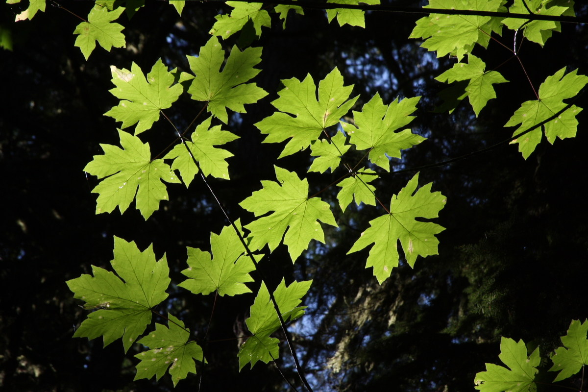 Close up of big leaf maple (Acer marcophyllum) leaves in the wild. Bigleaf maple often grows in mixed groups of softwood and hardwood species such as red alder, black cottonwood, Douglas-fir, western red cedar and western hemlock.